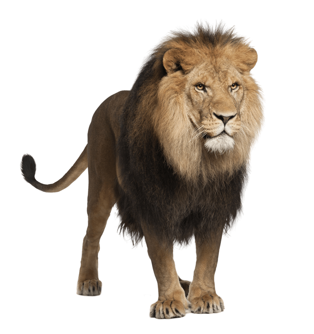 Standing Male Lion