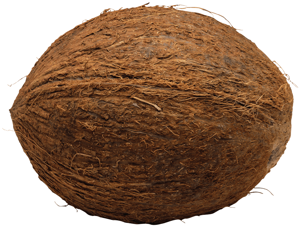 Coconut Single