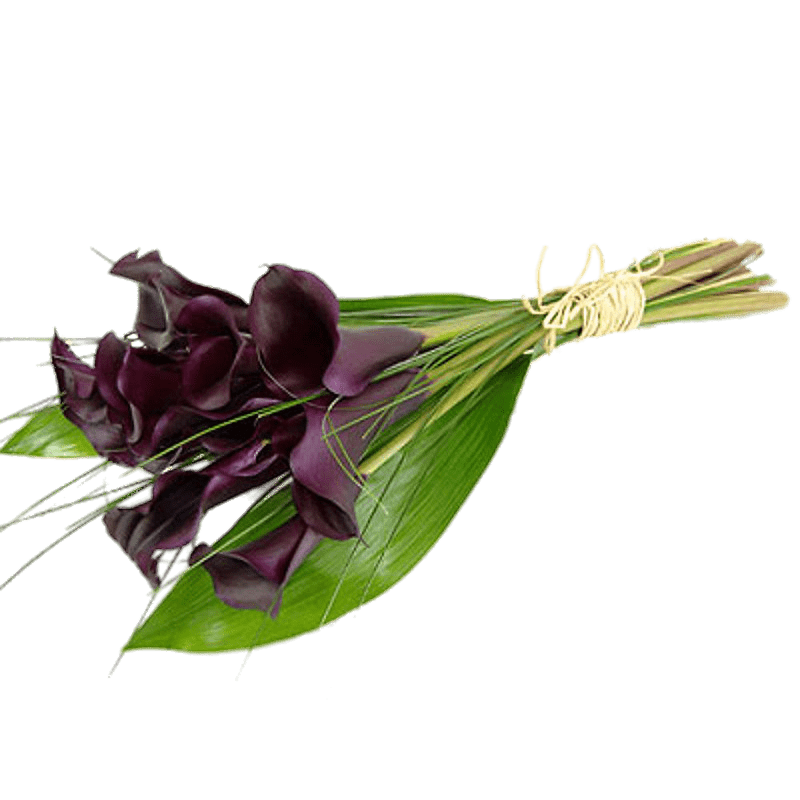 Tied Purple Calla Lilies