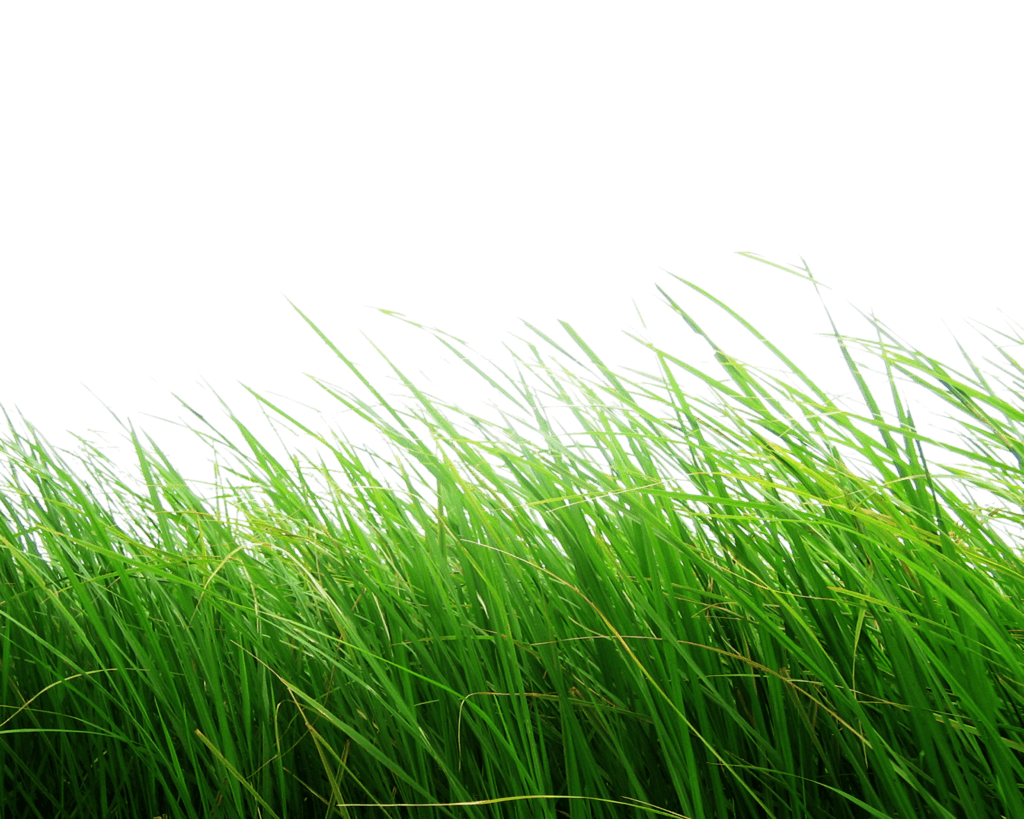High Grass