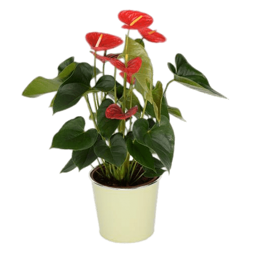 Potted Red Anthurium