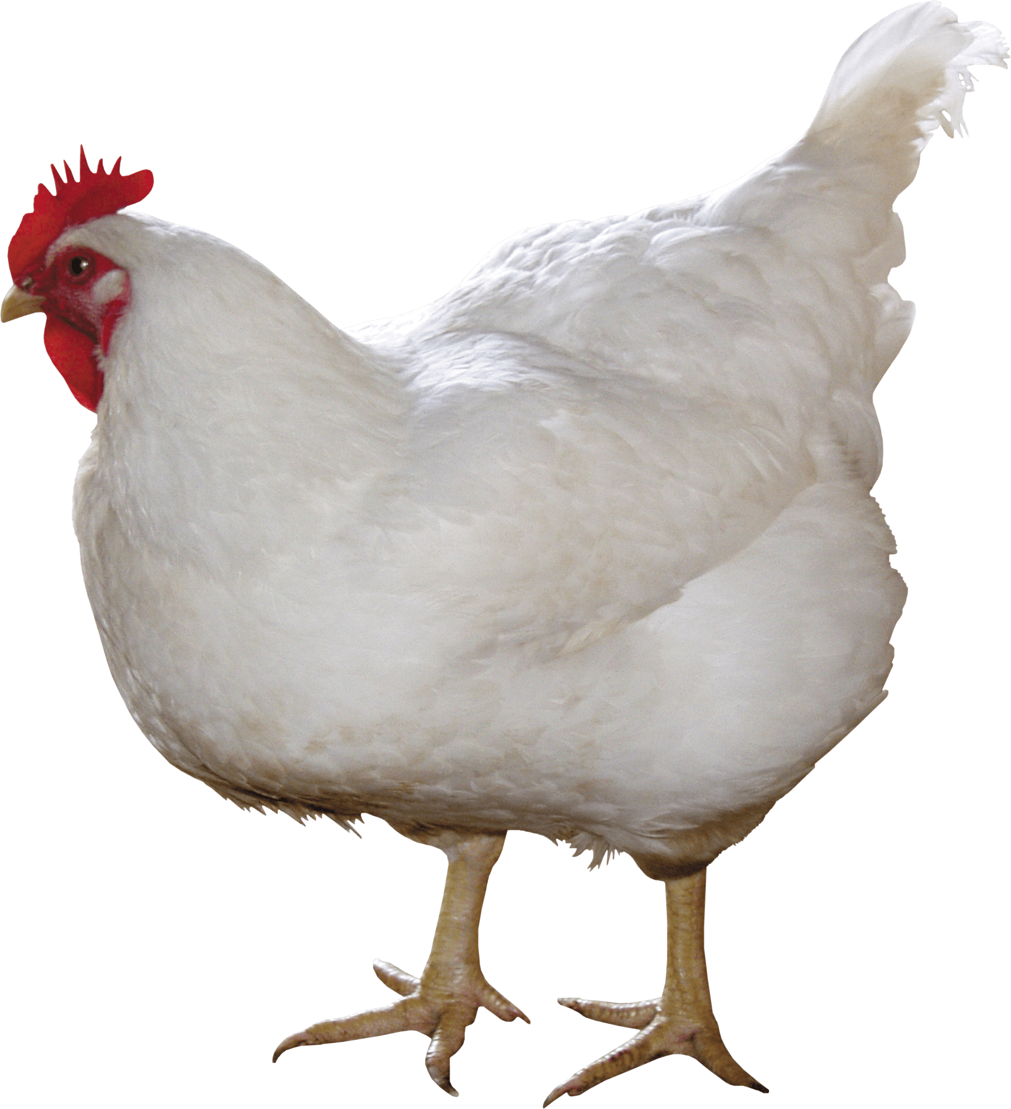 Chicken White