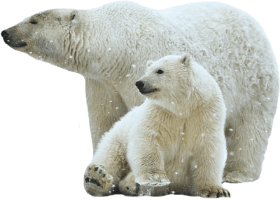 Polar Bear Mother and Son