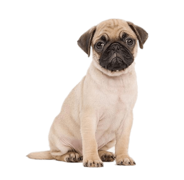 Cute Pug Puppy