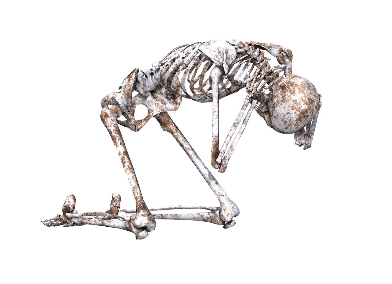 Skeleton on Its Knees