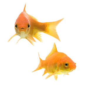 Goldfish Couple