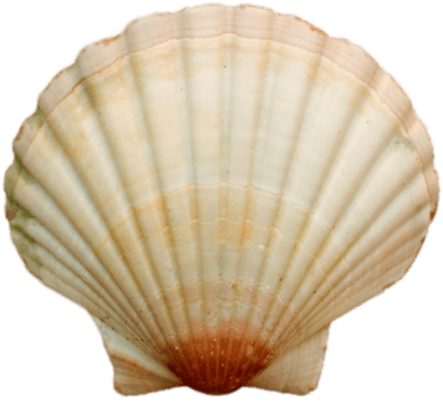 Sea Shell