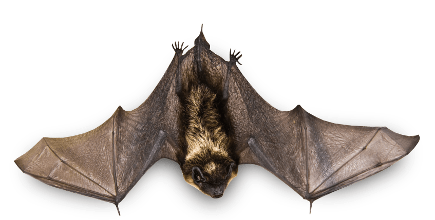 Small Bat Flying