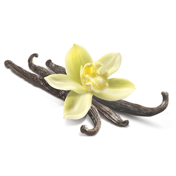 Vanilla Flower Closeup