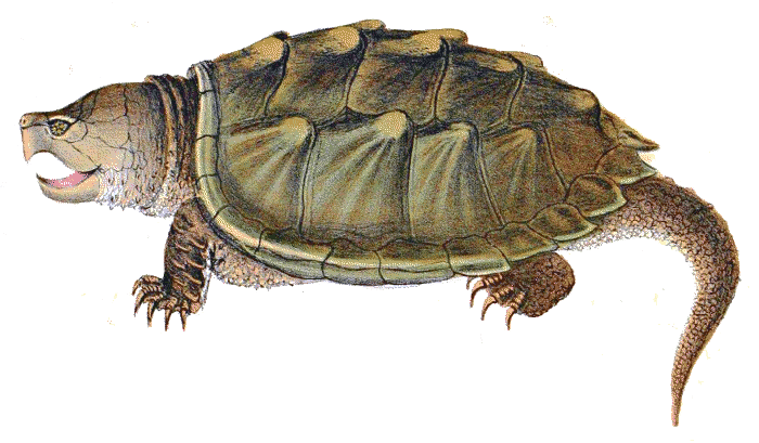 Snapping Turtle Illustration