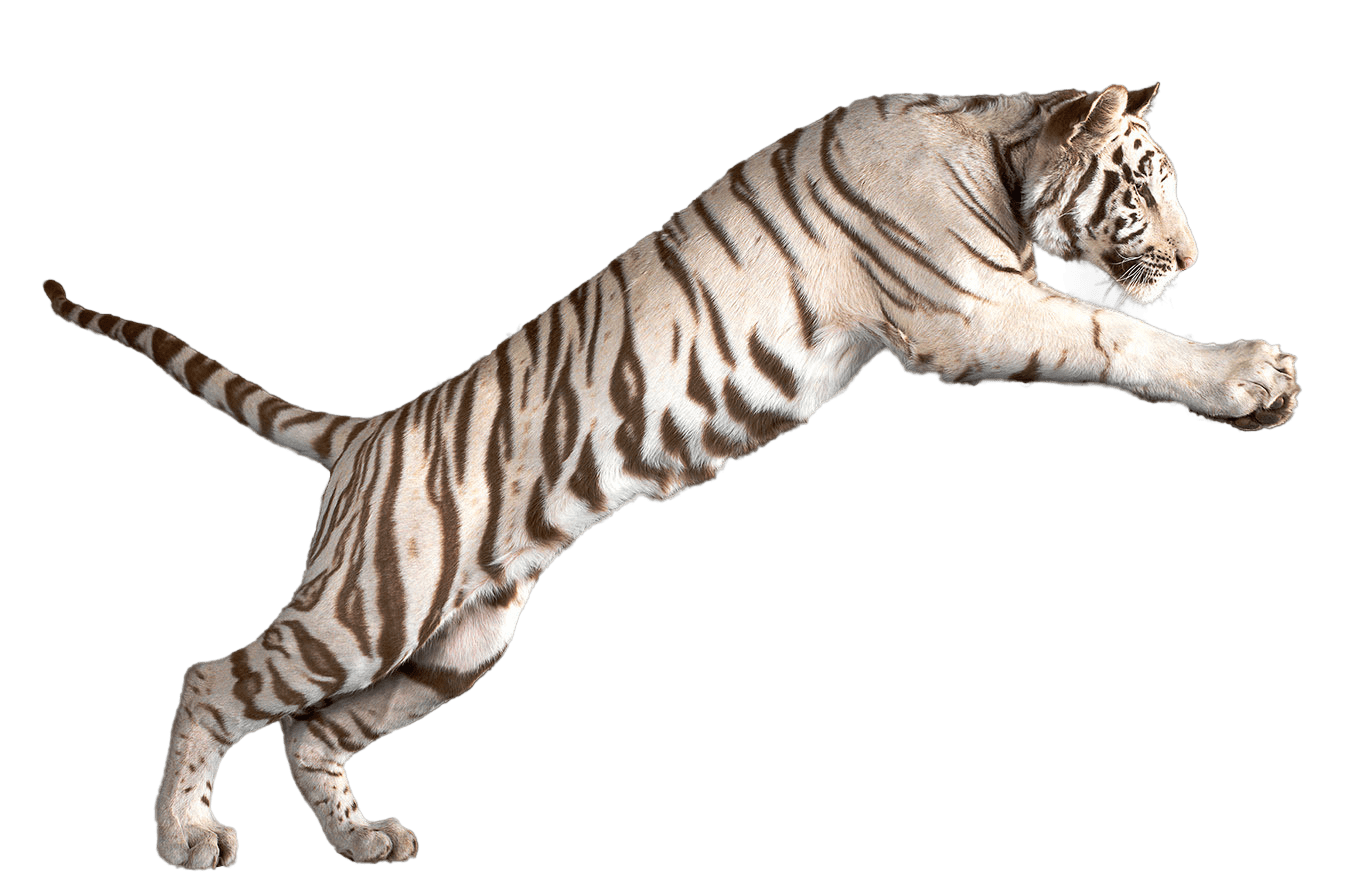 Jumping White Tiger