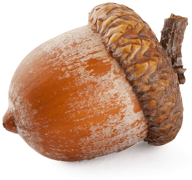 Large Acorn