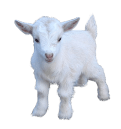 Goat Baby