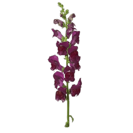Burgundy Snapdragon