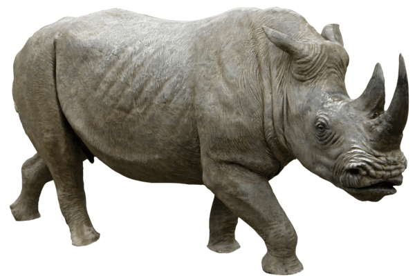 Rhinoceros Walking