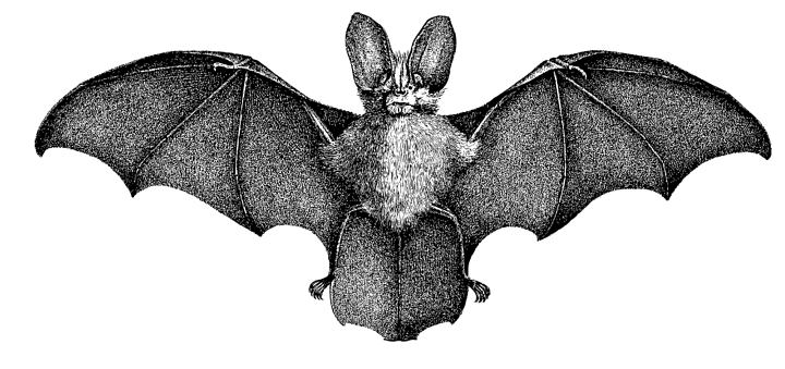 Bat Vintage Illustration