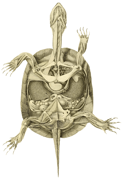 Turtle Anatomy Illustration