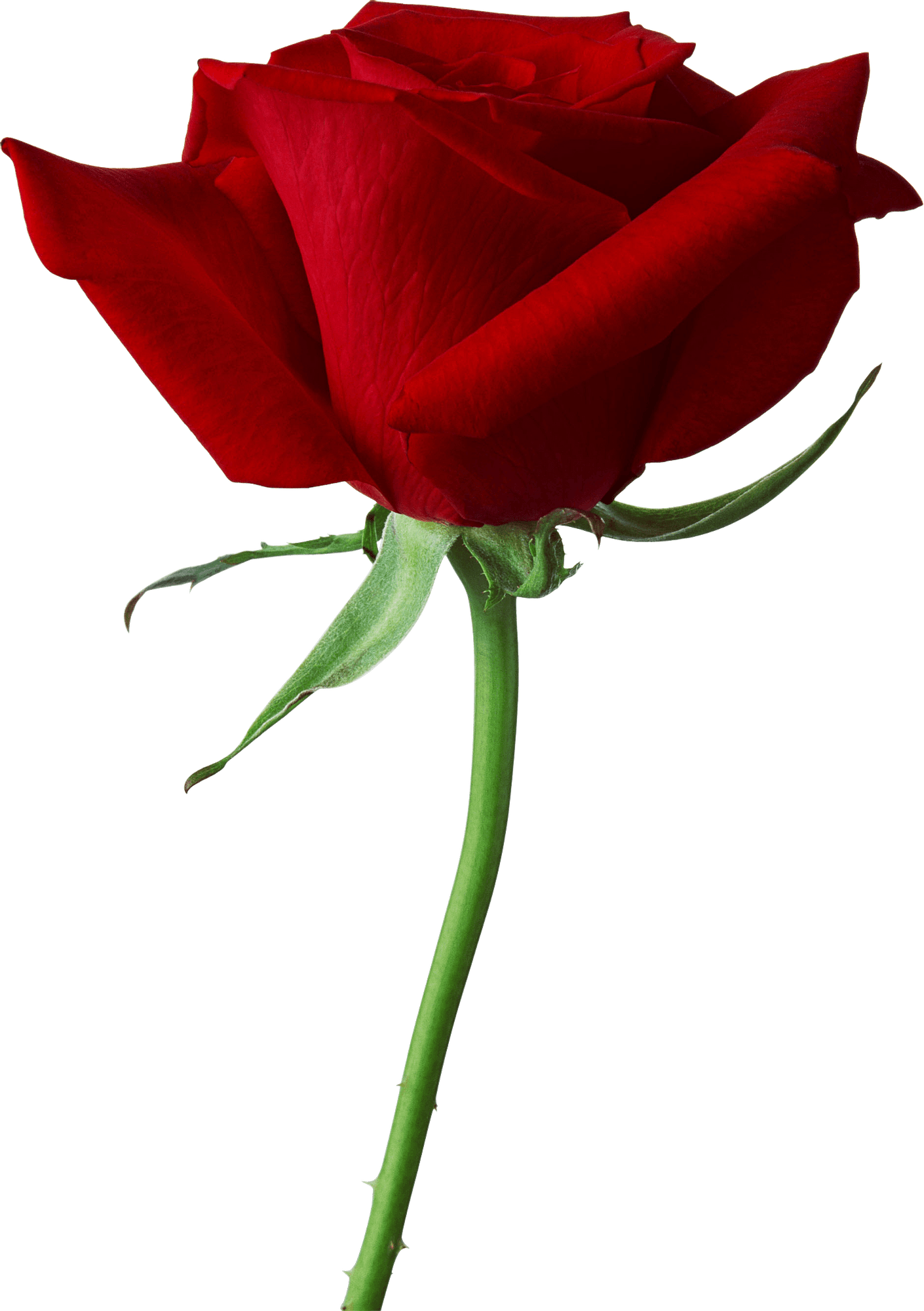 Large Red Rose Close Up