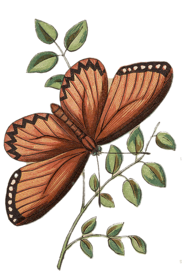 Butterfly On Leaves Vintage Illustration