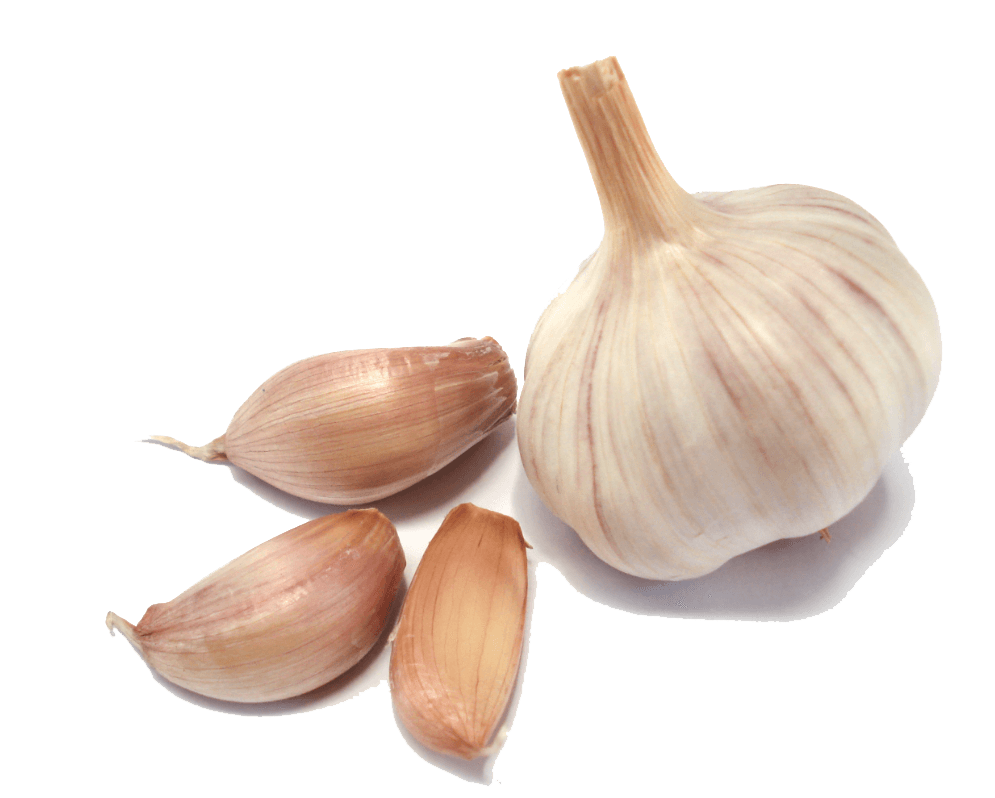 Garlic Group