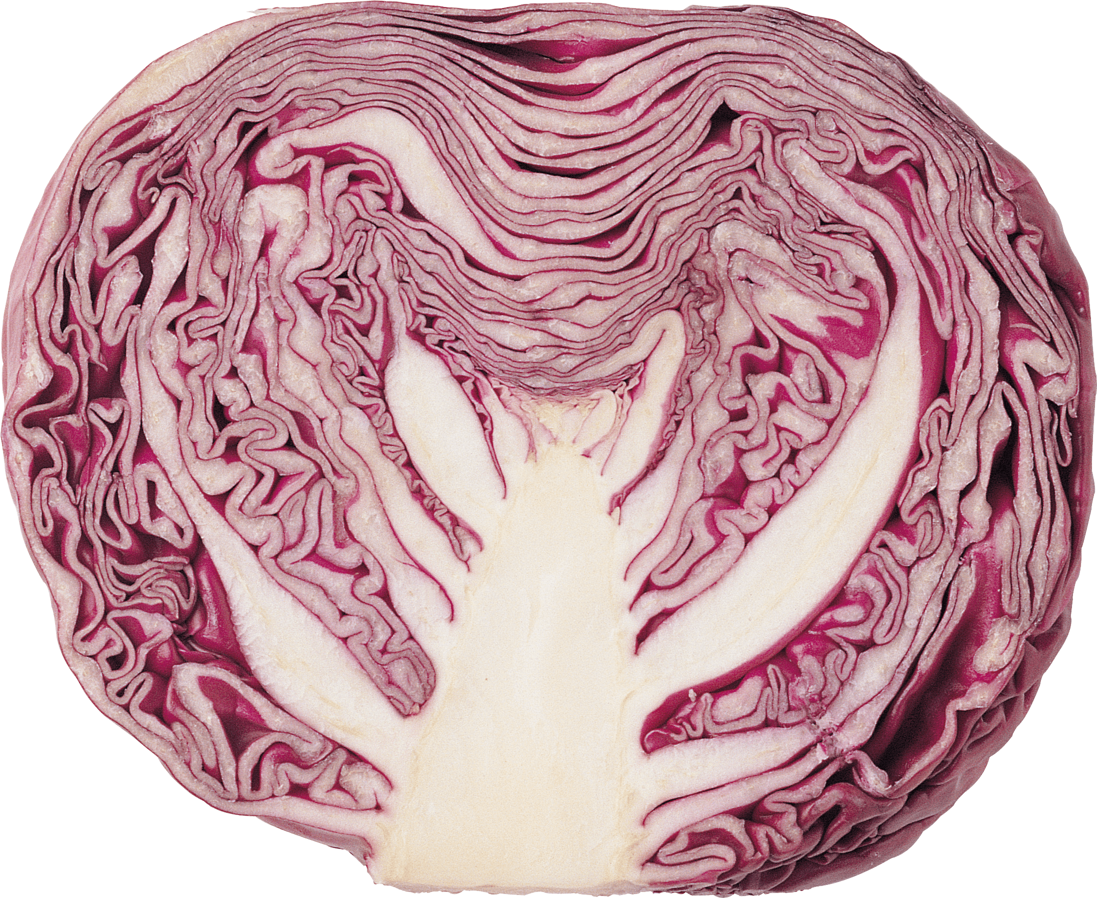 Cabbage Red