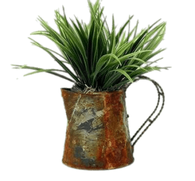 Plant In Watering Can