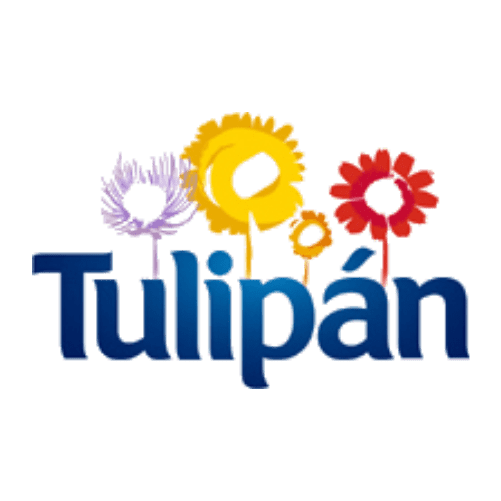 Tulipan 