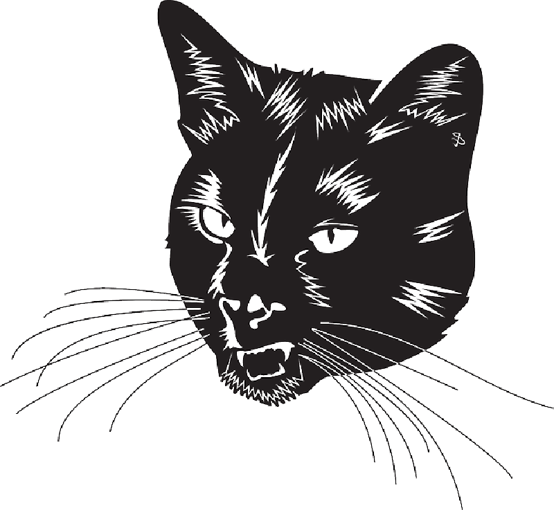 Black Cat Head With Whiskers