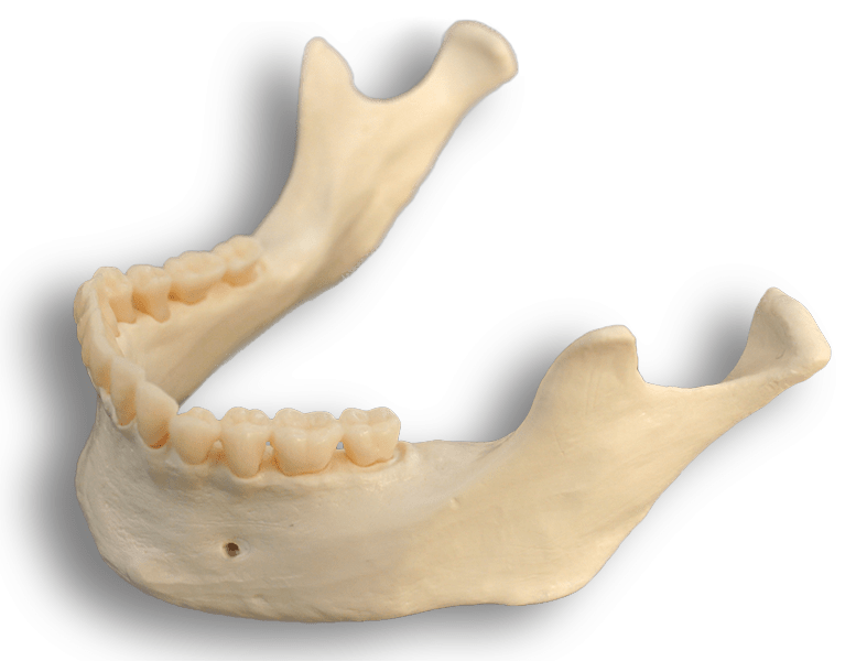 Mandible Bone