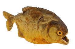 Dried Piranha