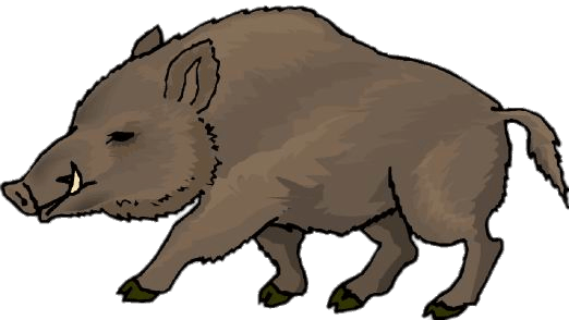 Boar Drawing