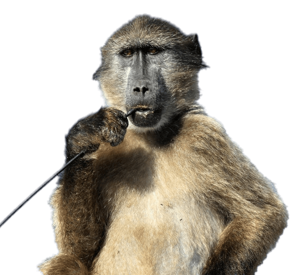 Baboon With Stick In His Mouth