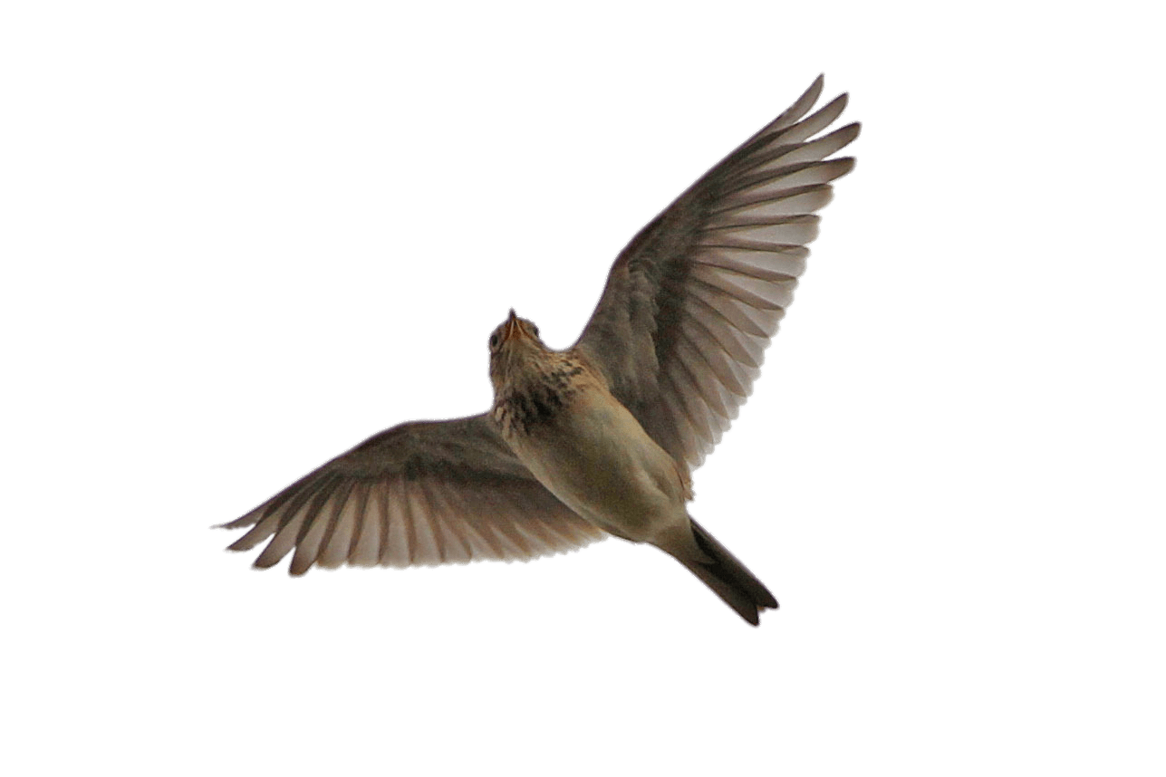 Flying Skylark