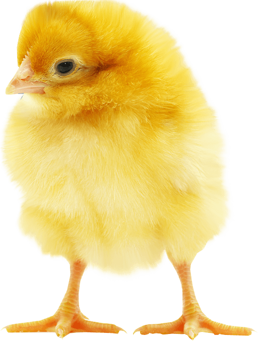 Fluffy Yellow Chick