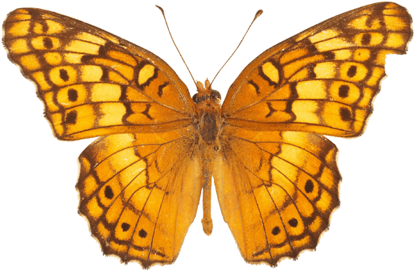 Orange Butterfly