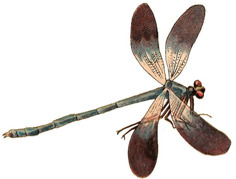 Single Dragonfly
