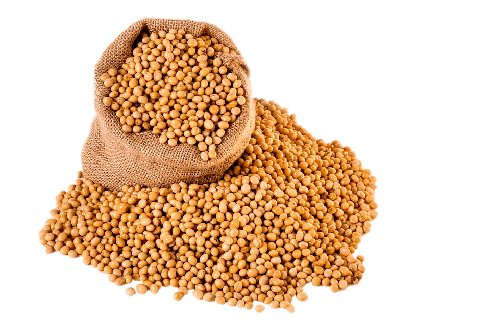 Bag Of Soybeans