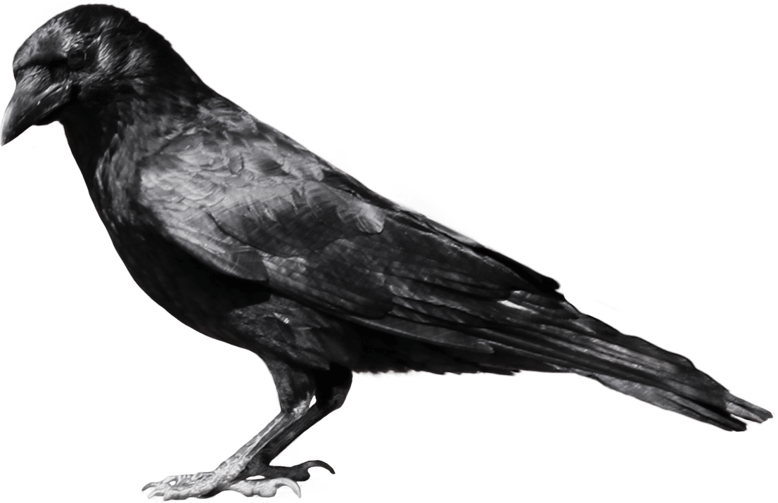 Black Crow Sideview