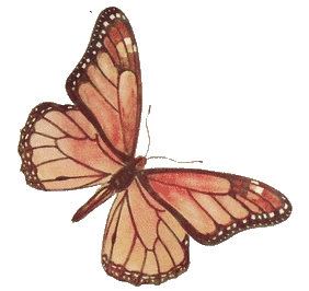 Brown Rose Butterfly