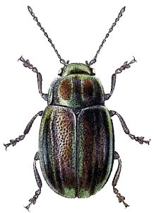 Beetle Green Brown