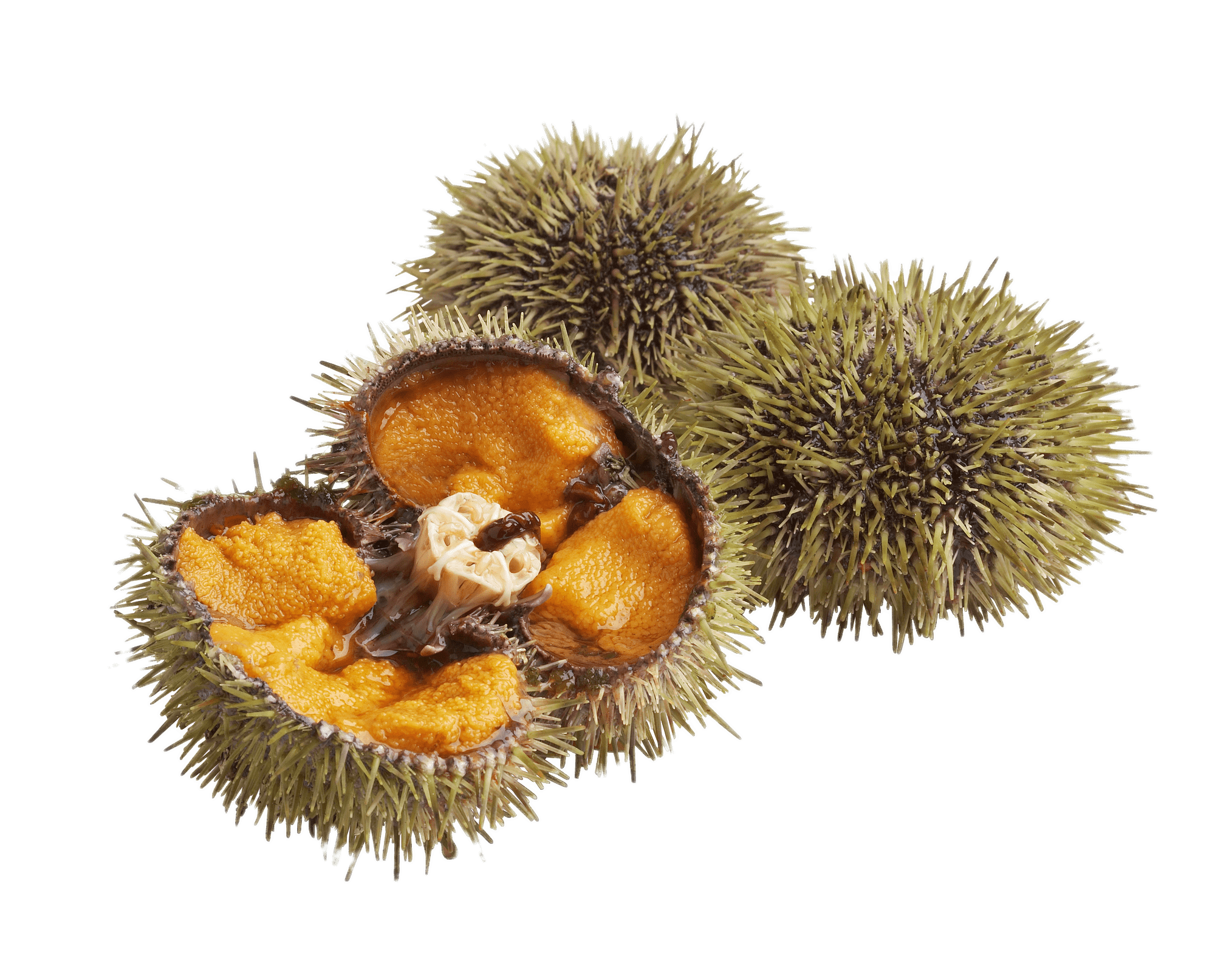 Three Sea Urchins