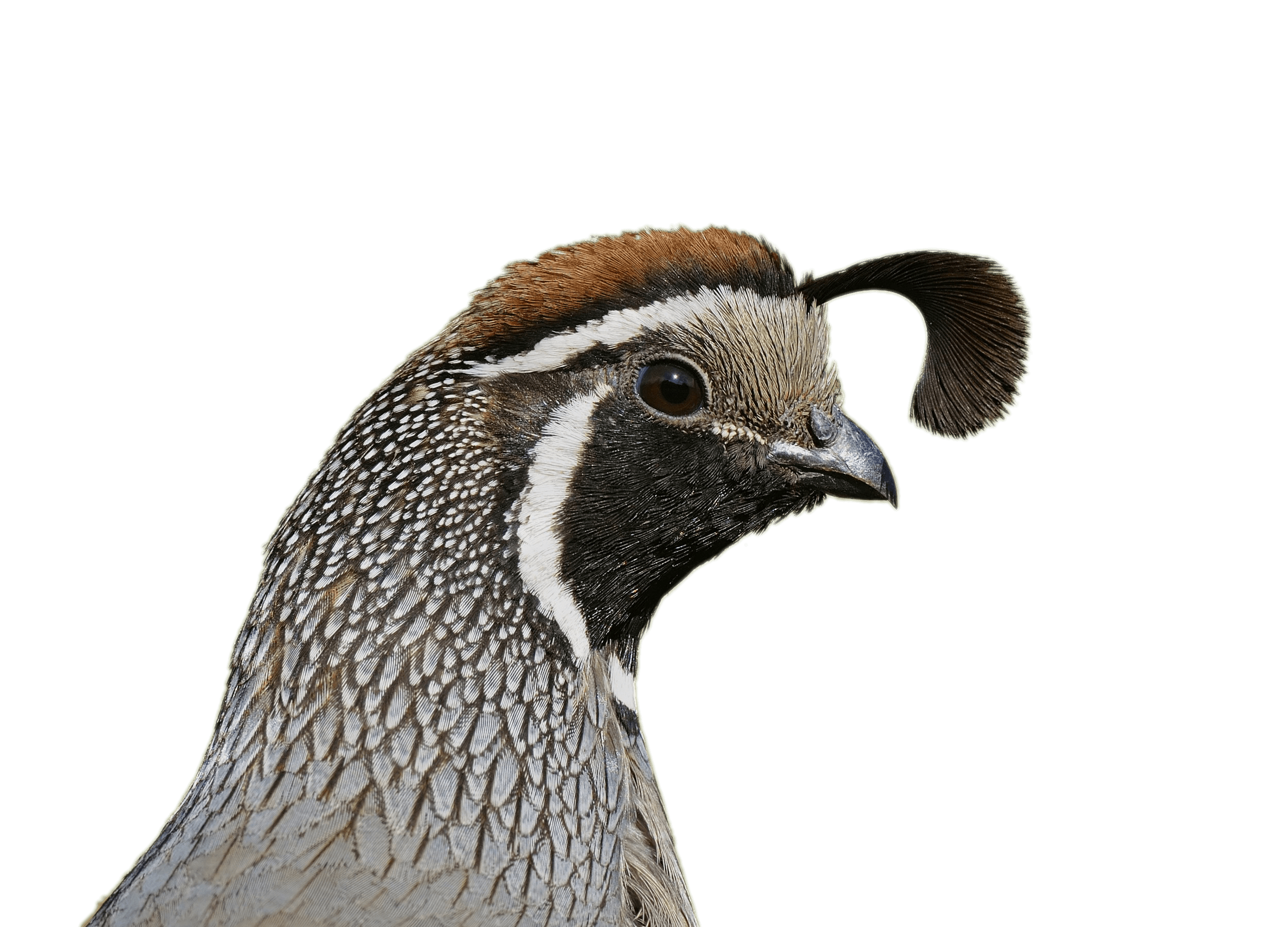 Quail Head