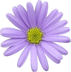 Light Purple Aster
