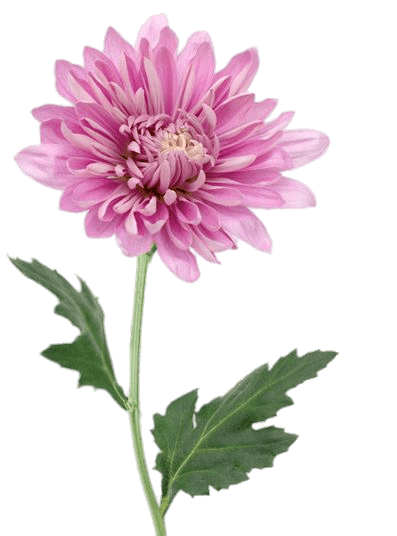 Pink Chrysanthemum
