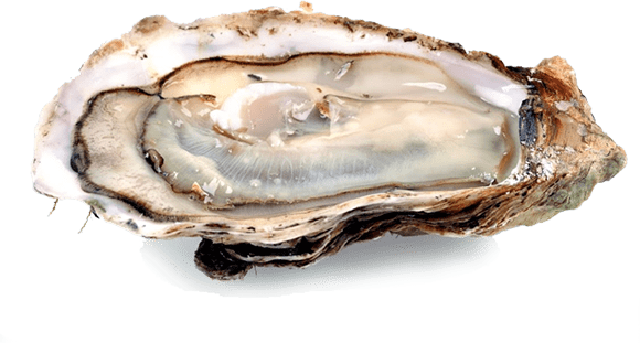 Oyster