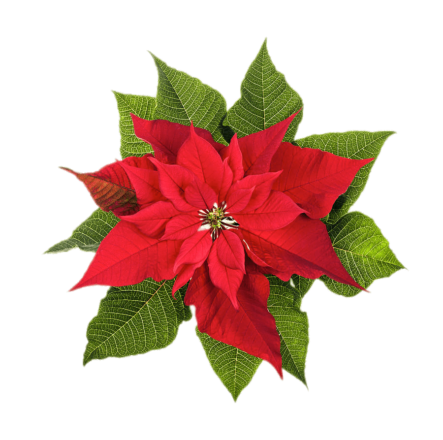 Poinsettia Top View