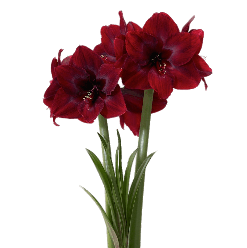 Red Pearl Amaryllis