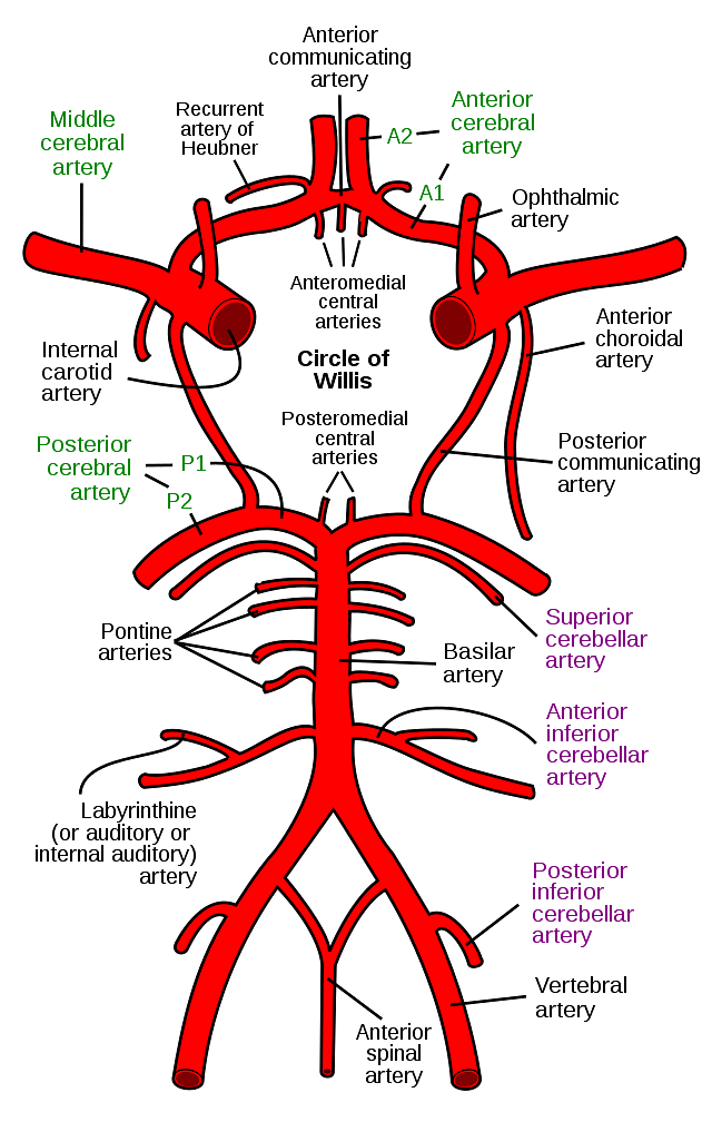 Circle Of Willis