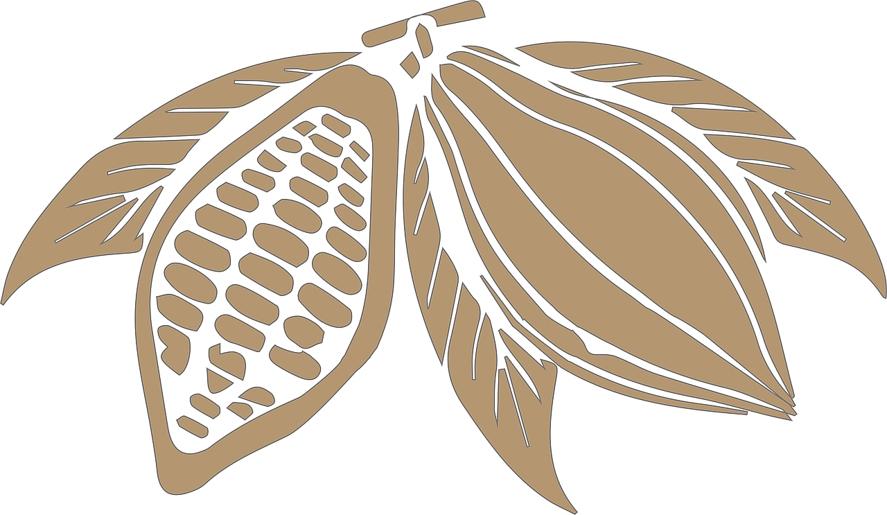 Cacao Chocolate Plant