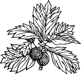 Breadfruit Black And White Illustration